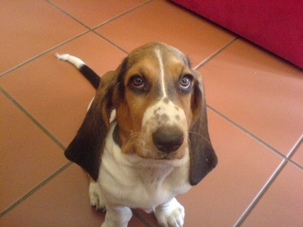 Basset puppy