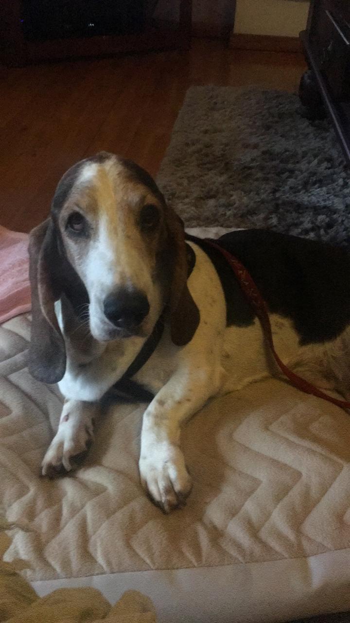 Basset on the quilt