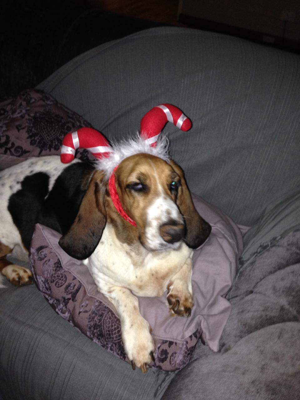 Christmas basset