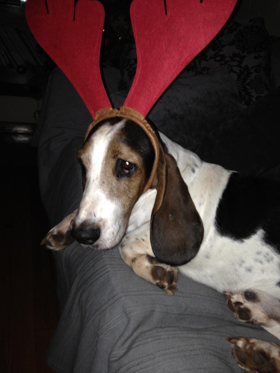 Basset with antlers
