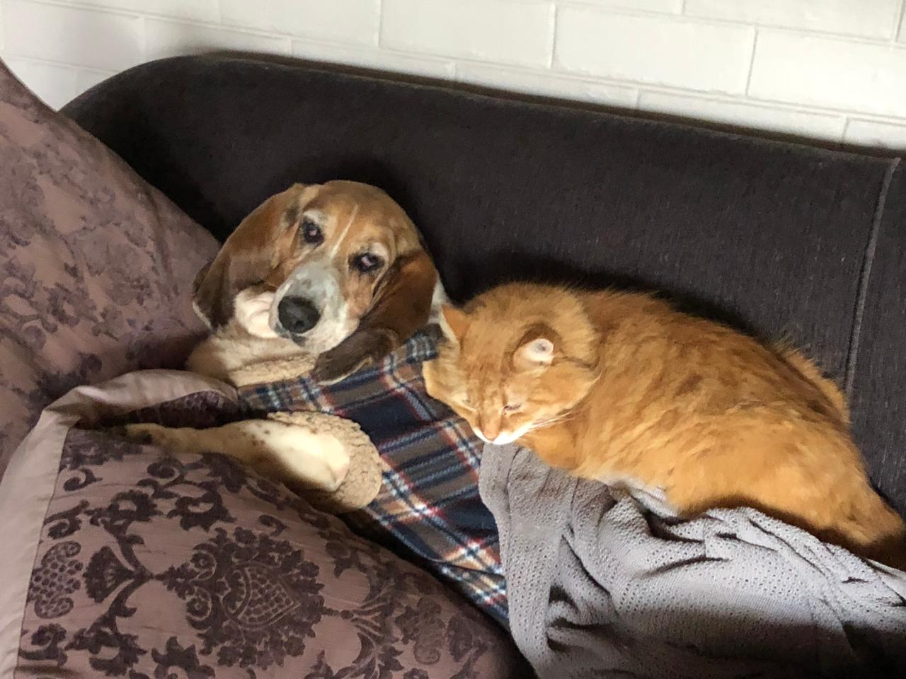 Basset and the cat