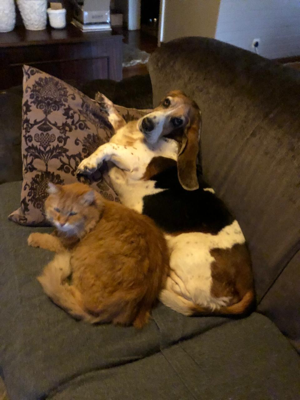 Basset and cat on the couch