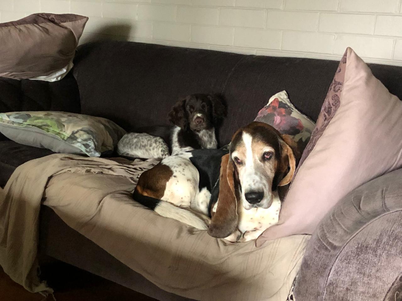 The whole pack