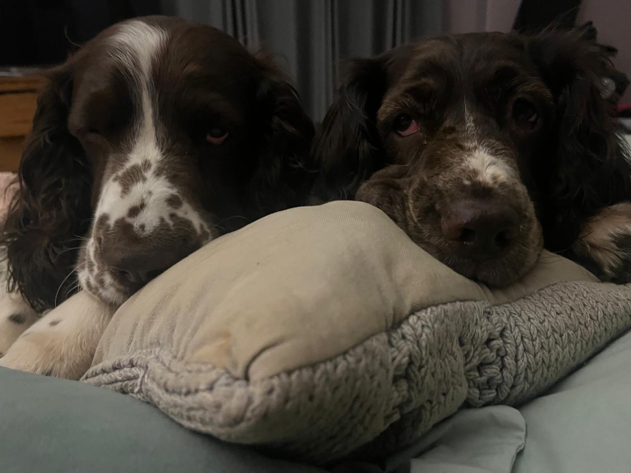 Spaniels on a pillow