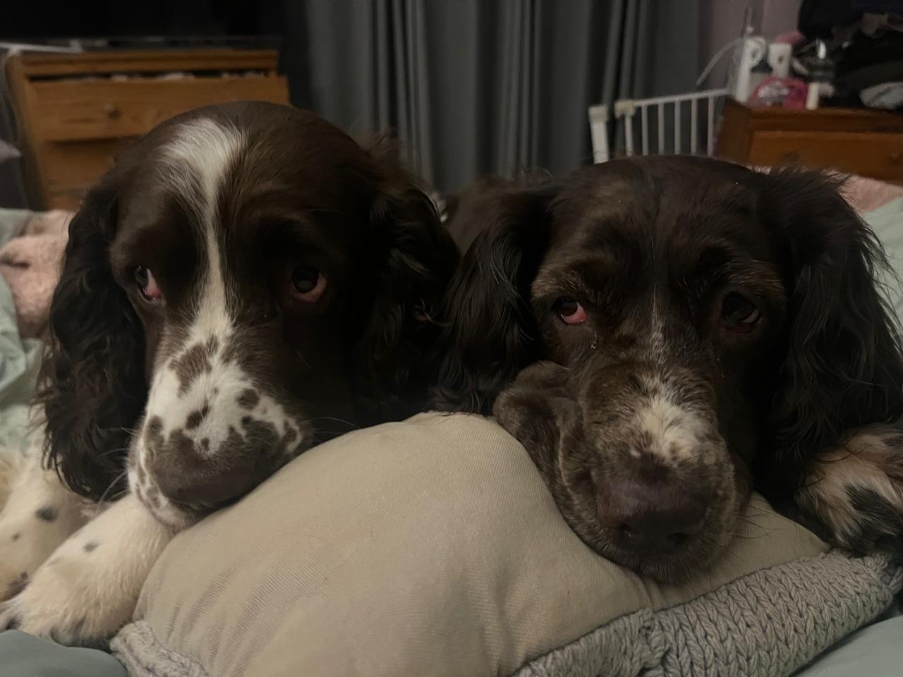 Two spaniels