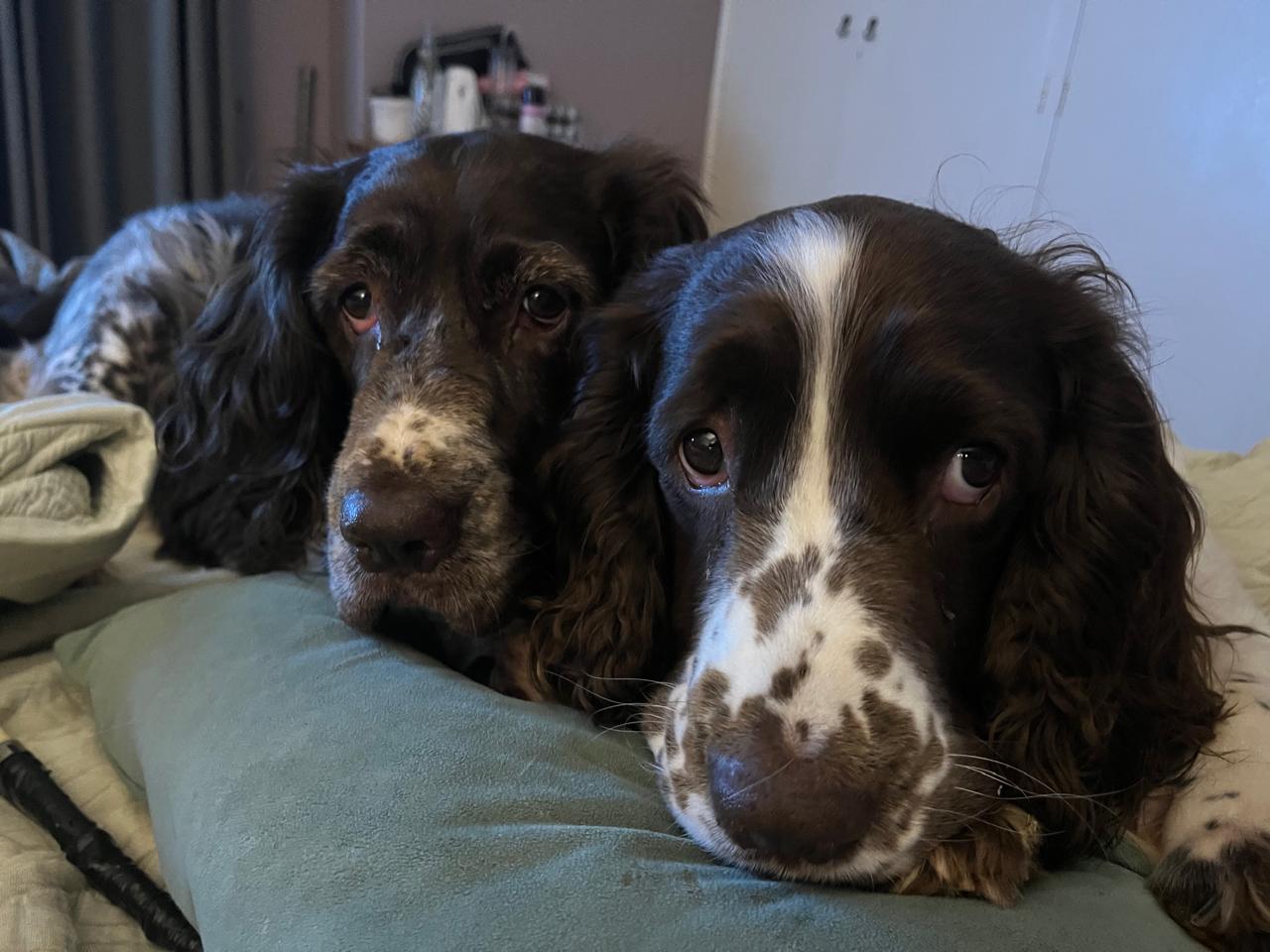 Spaniels on the bed