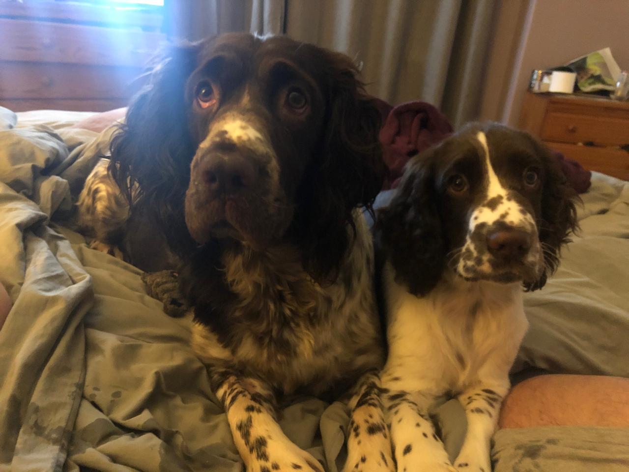 Spaniels together
