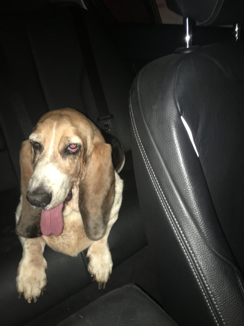 Basset in the car