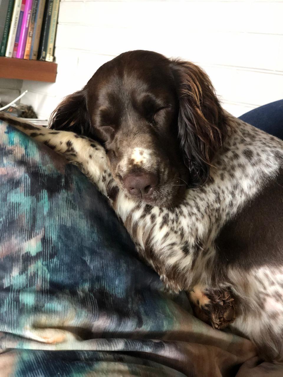 Sleeping spaniel