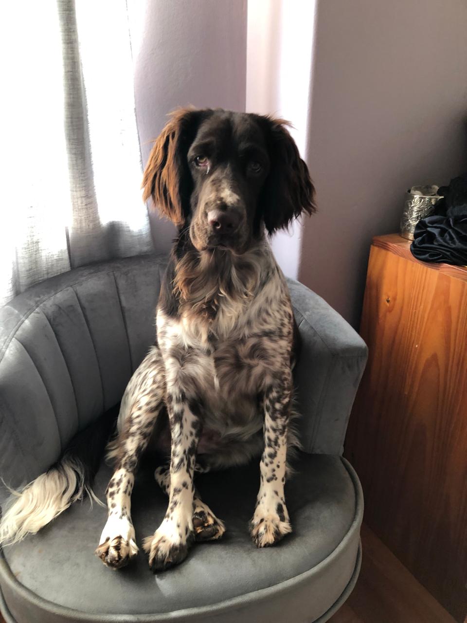 Spaniel on the chair