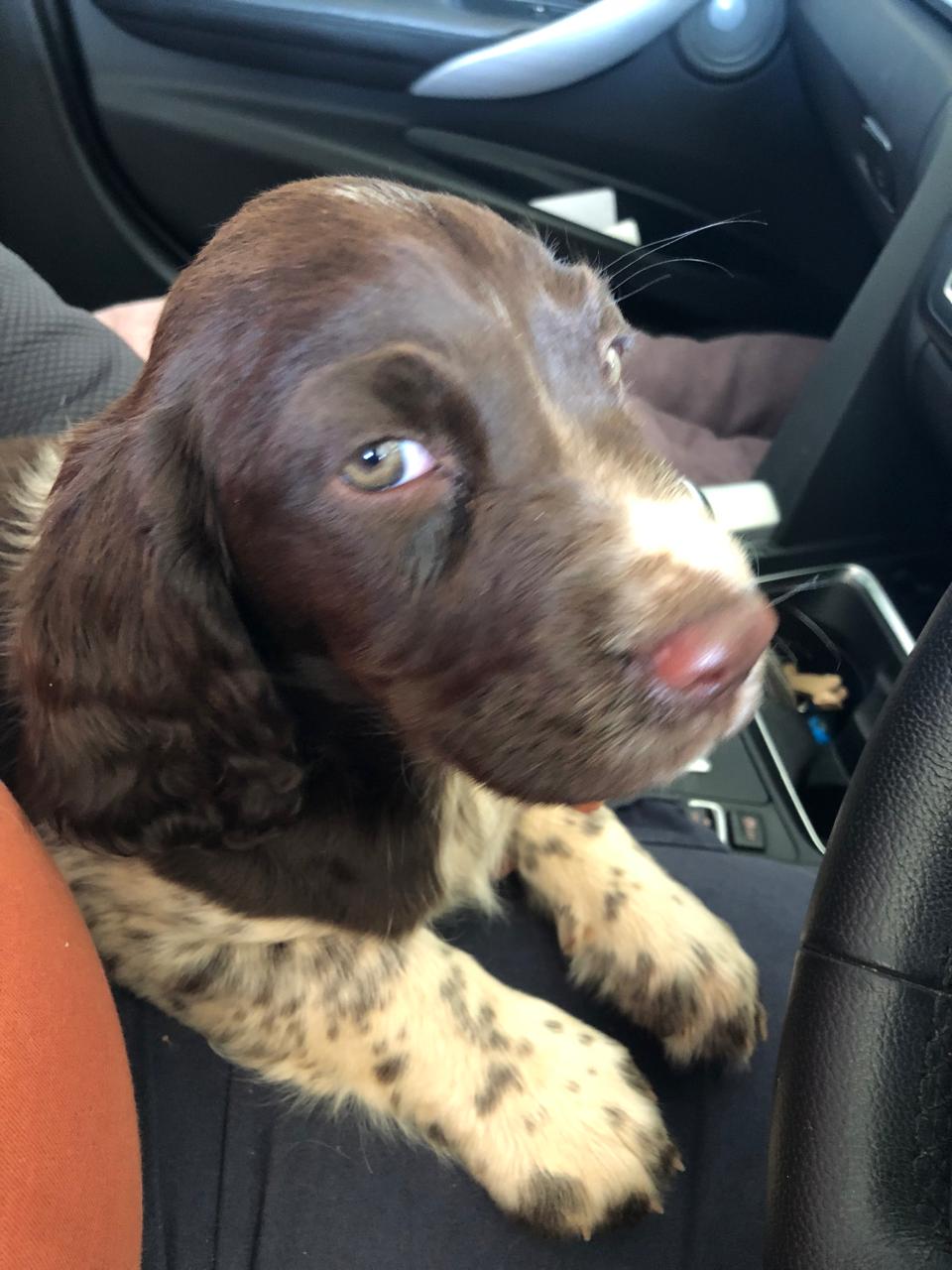 Puppy in the car