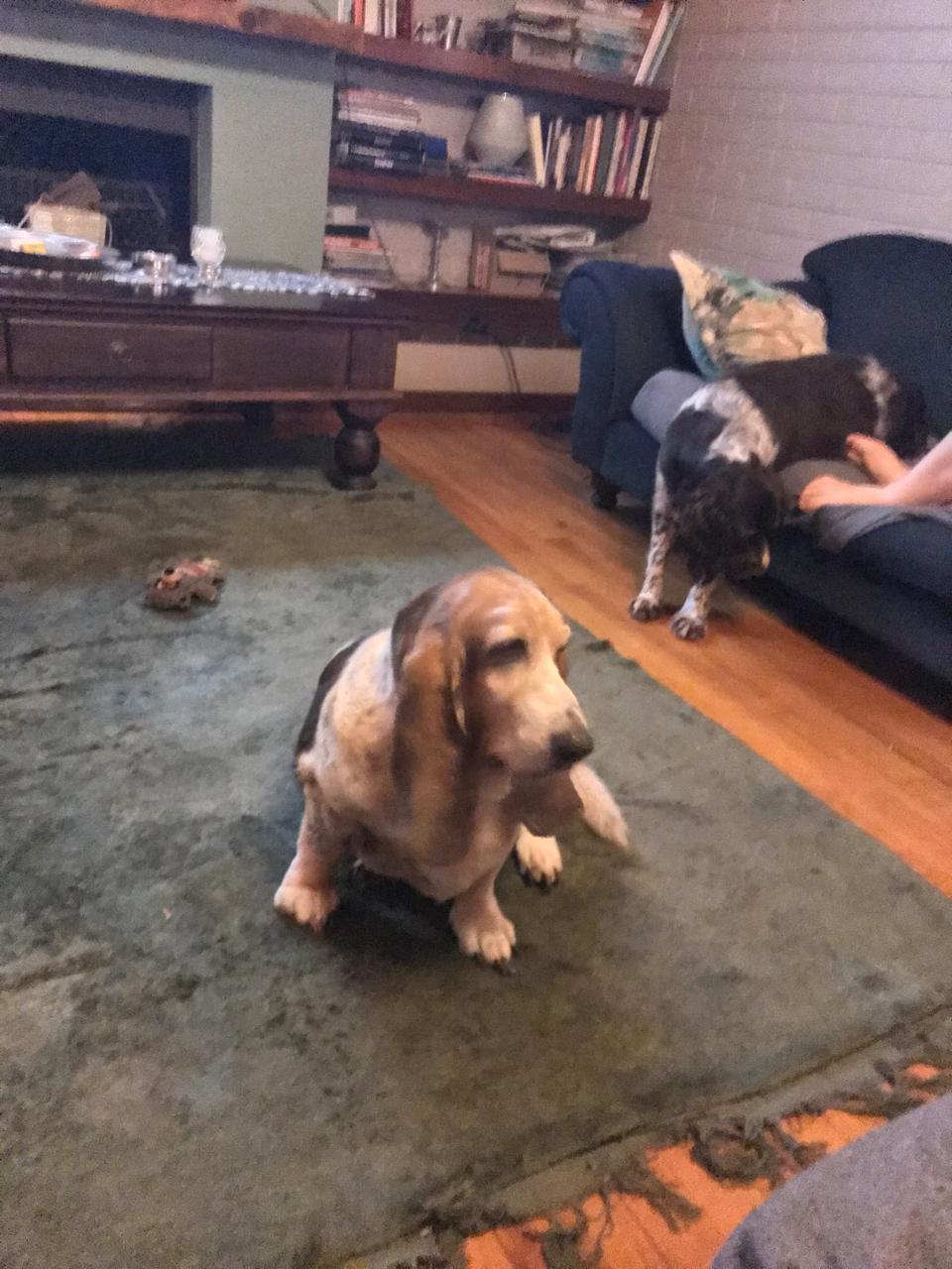 The pack in the lounge