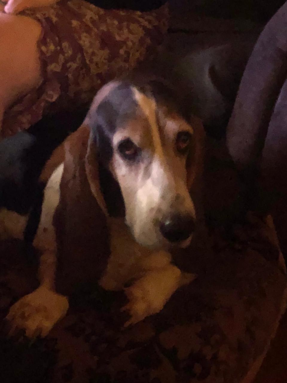 Old basset up close