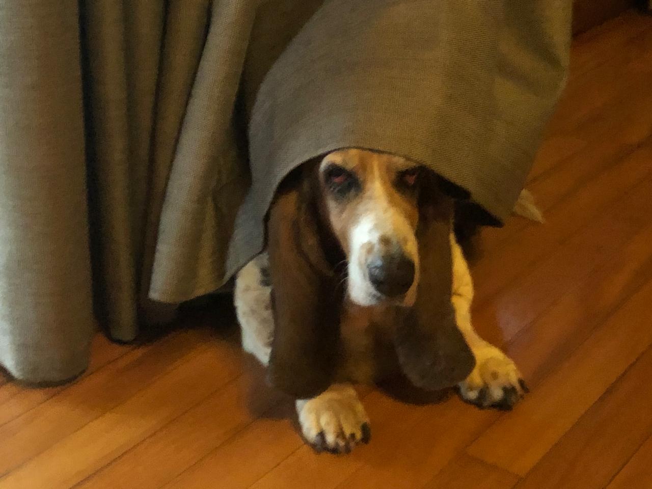 Basset under the curtain
