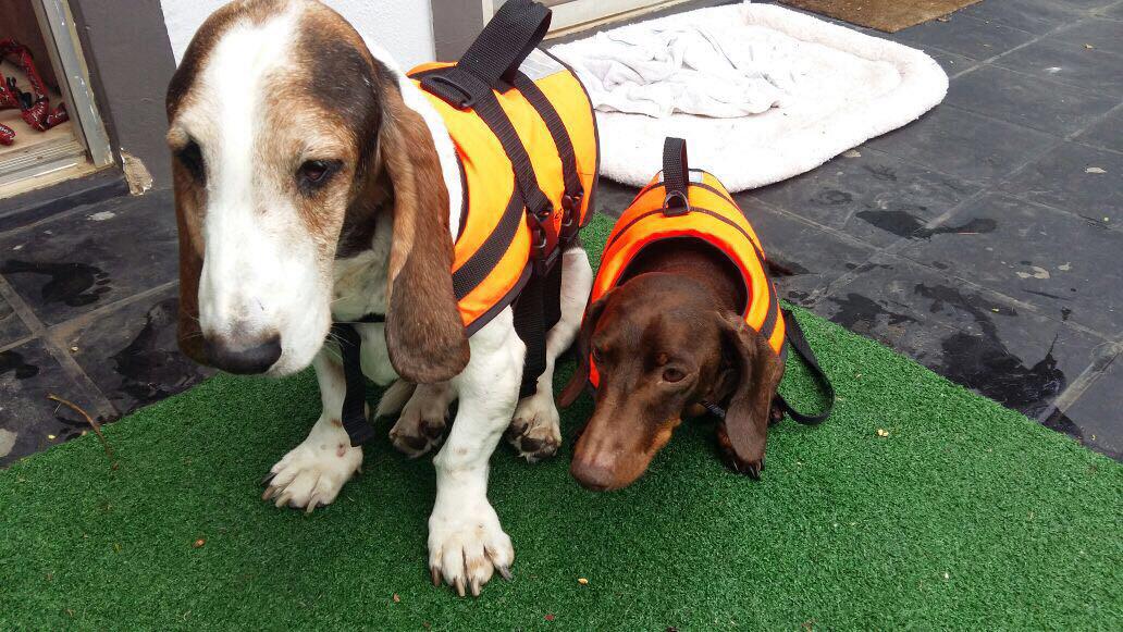Dogs in life jackets