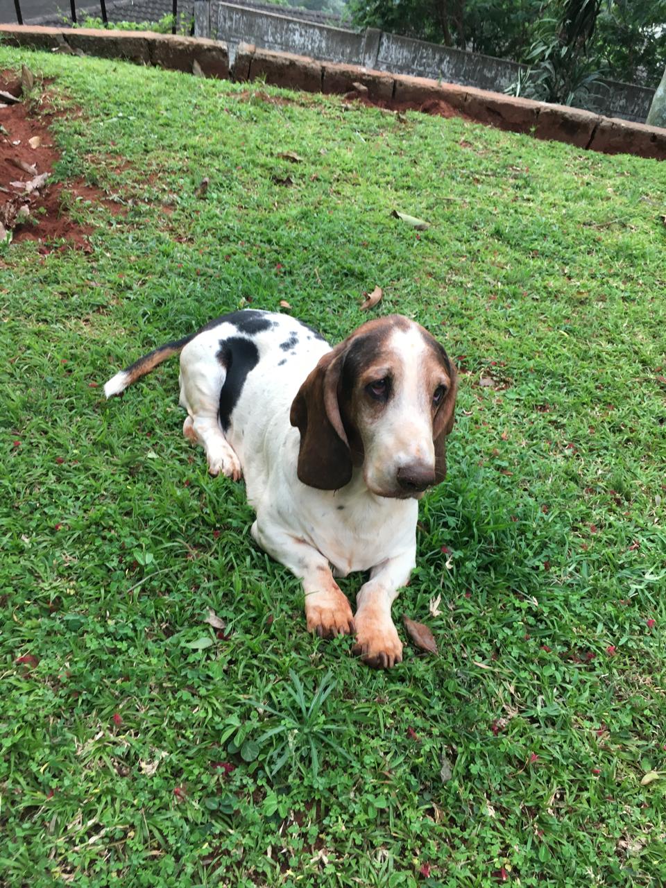 Basset on the grass