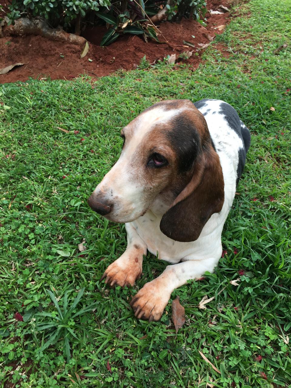 Basset in the garden