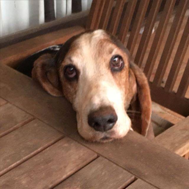Basset at the table