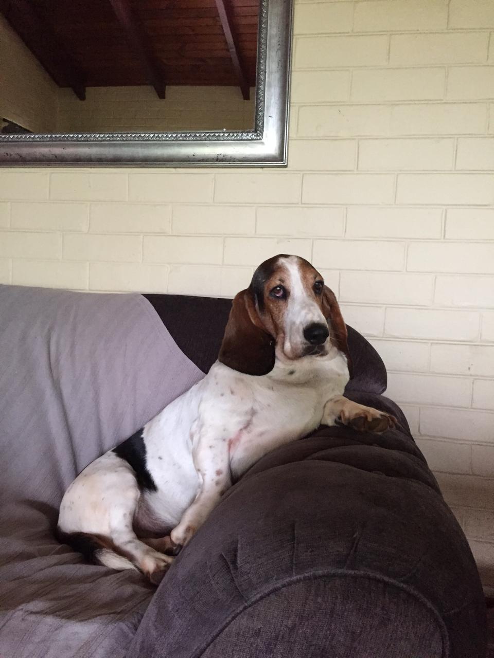 Basset on the couch