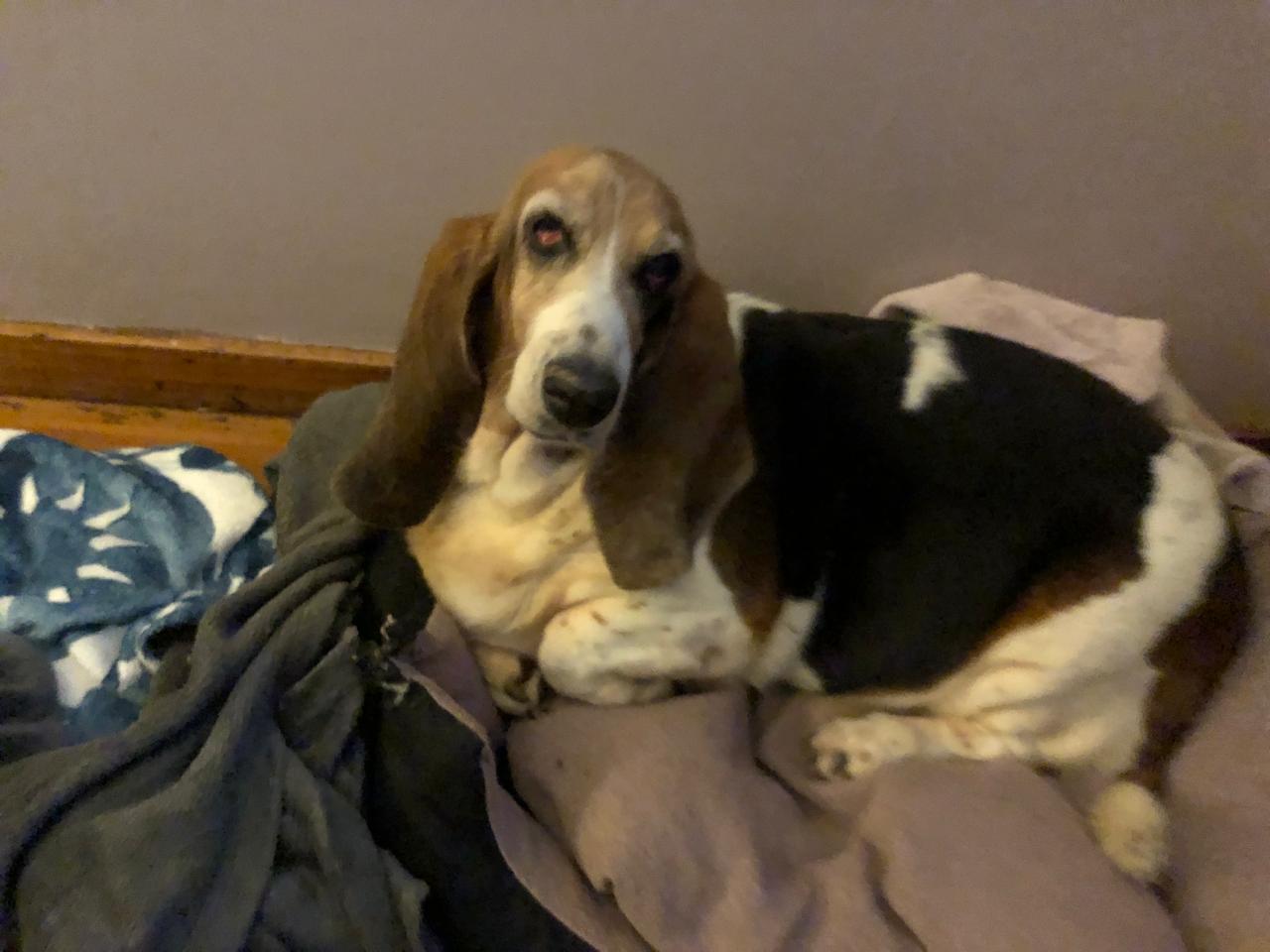Basset on the bed